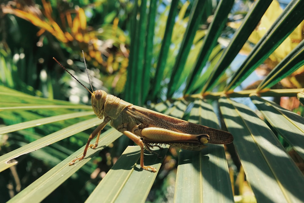 grasshopper on green linear leaf