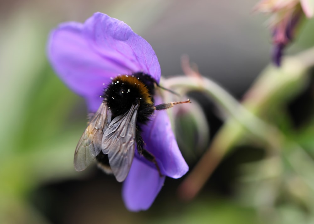 abeja en flor púrpura