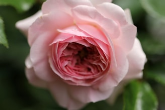 Close-up of a delicate blush pink rose surrounded by sprigs of green eucalyptus.