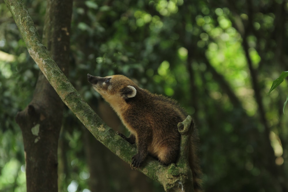 brown animal on tree