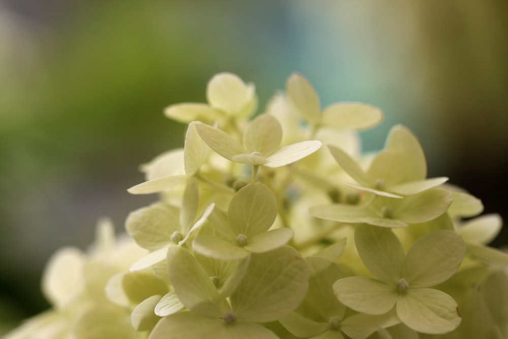 yellow petaled floewr