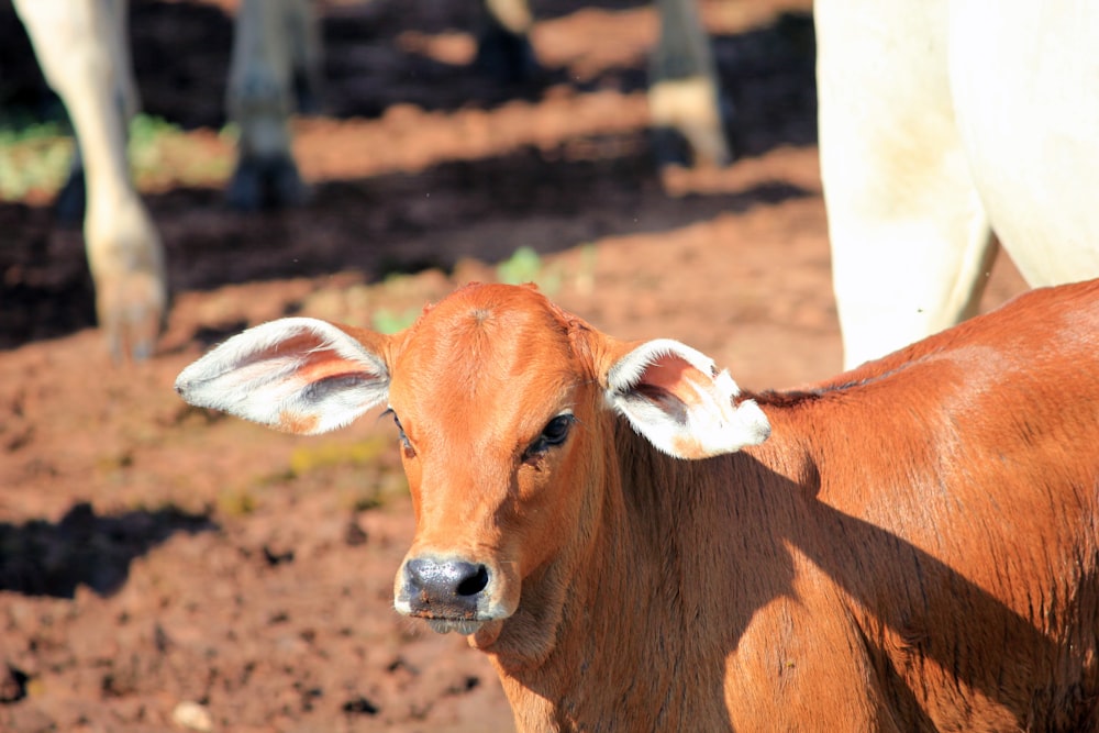 brown cattle on focus photography