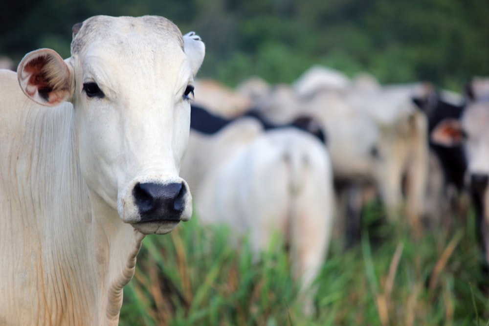 white cow on green grass field