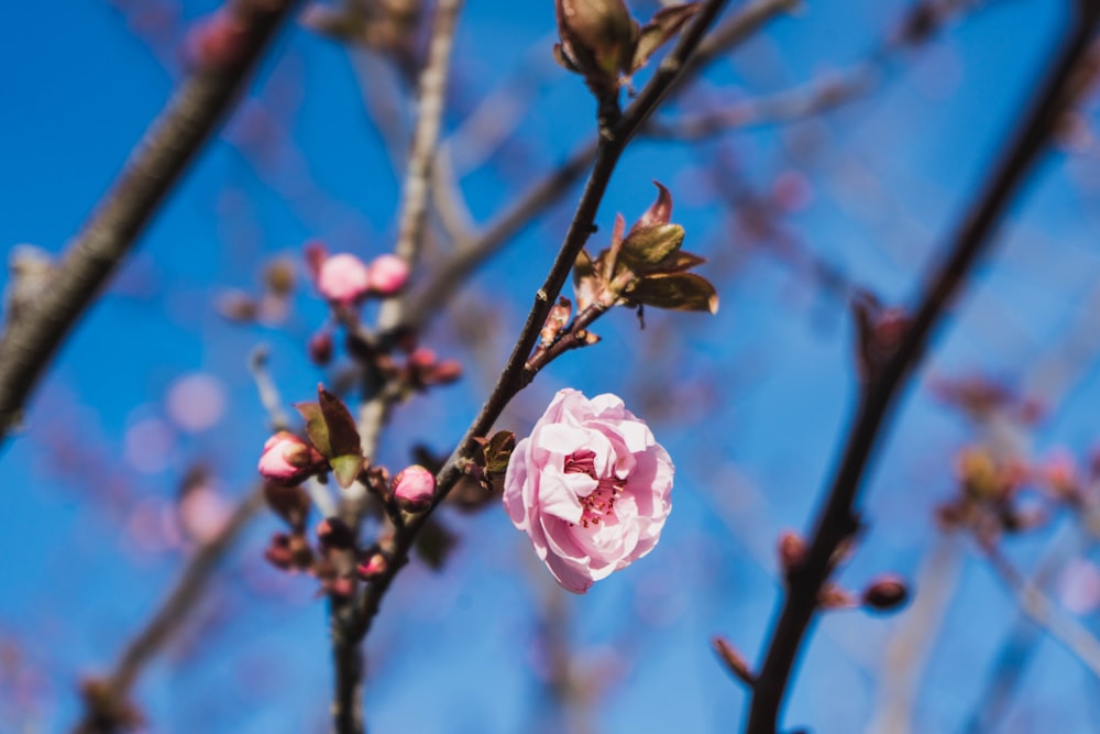 pink petaled flower close-up photography