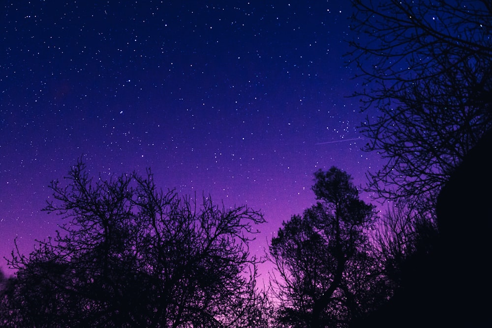 silhouette of trees under starry sky