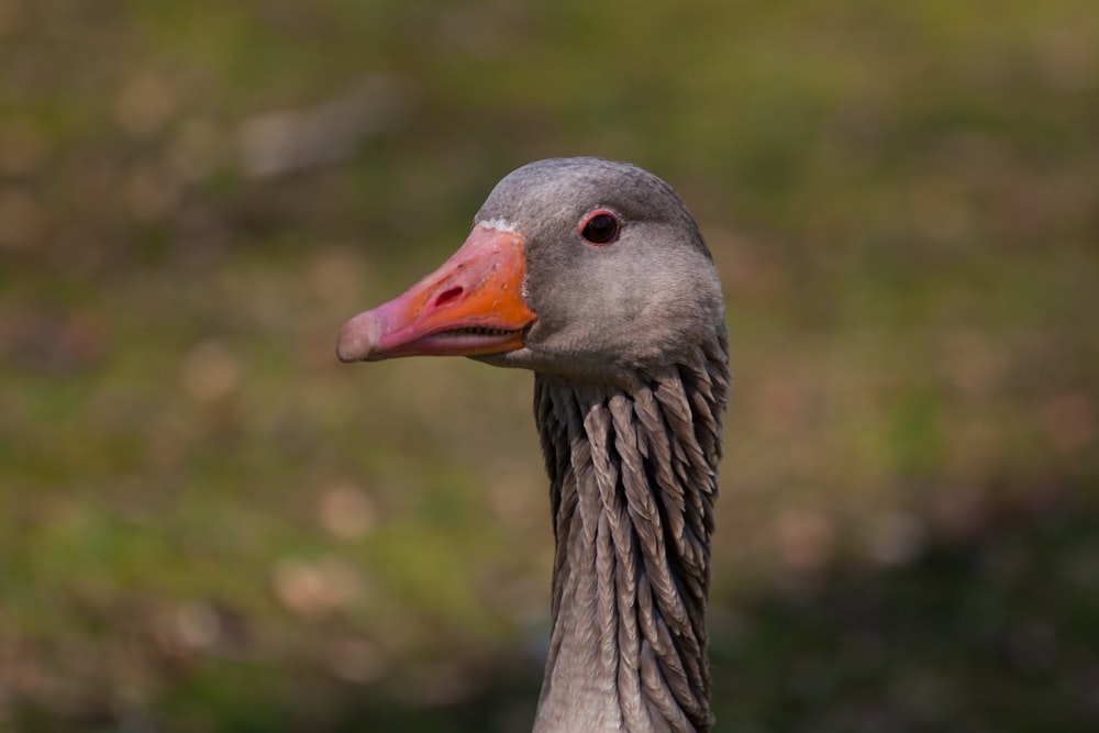 selective focus photography of gray duck