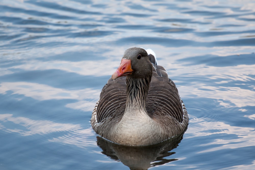 duck in body of water