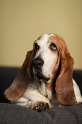 25 Best Dog Breeds for Highly Sensitive People (HSP)