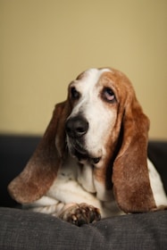 25 Best Dog Breeds for Highly Sensitive People (HSP)