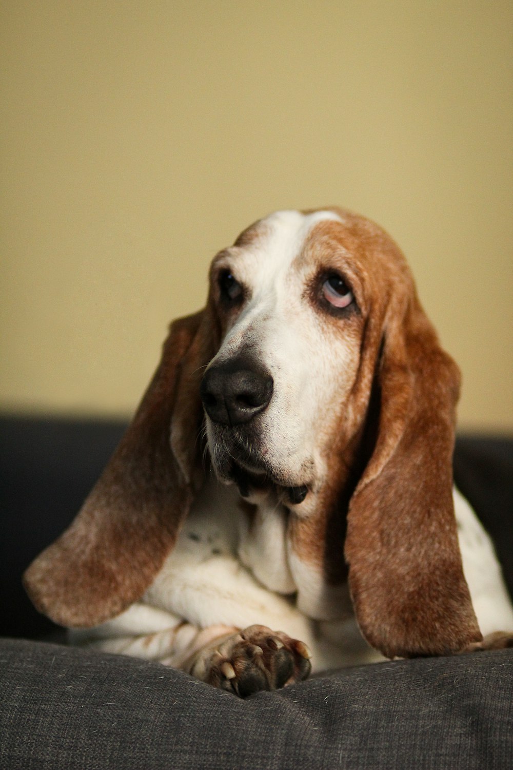 bassethound lying on sofa