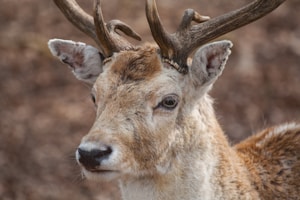 Premium Fallow Deer Antlers