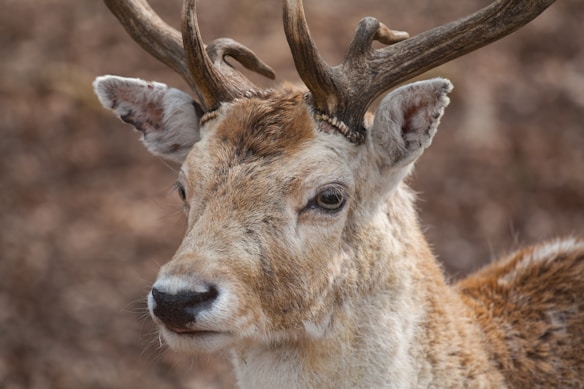 A close-up of a deer with prominent antlers, showing a mix of white and brown fur with soft textures. The deer appears calm, with a natural earthy background of blurred brown and beige tones.
