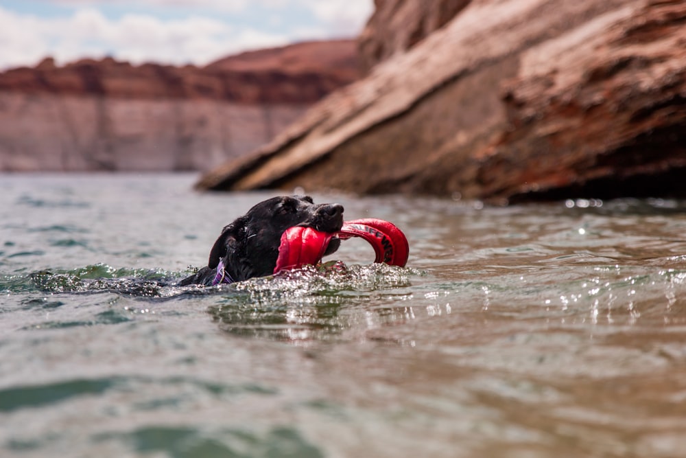 dog swimming holding red cloth on his mouth