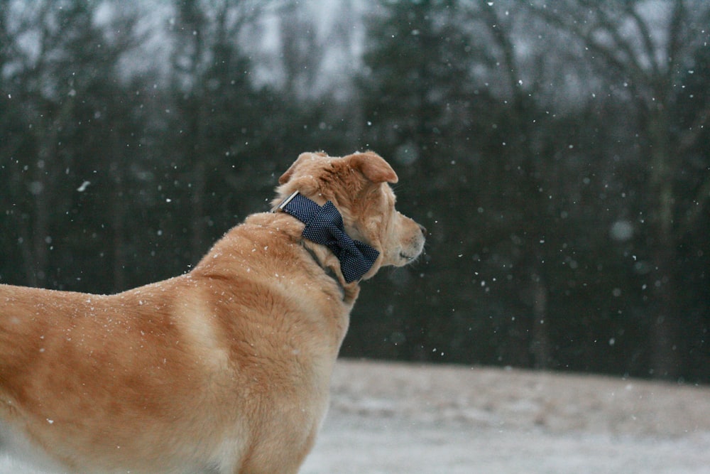 brown dog outside