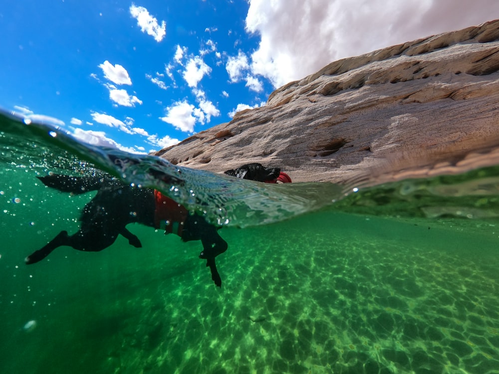 dog swimming under water