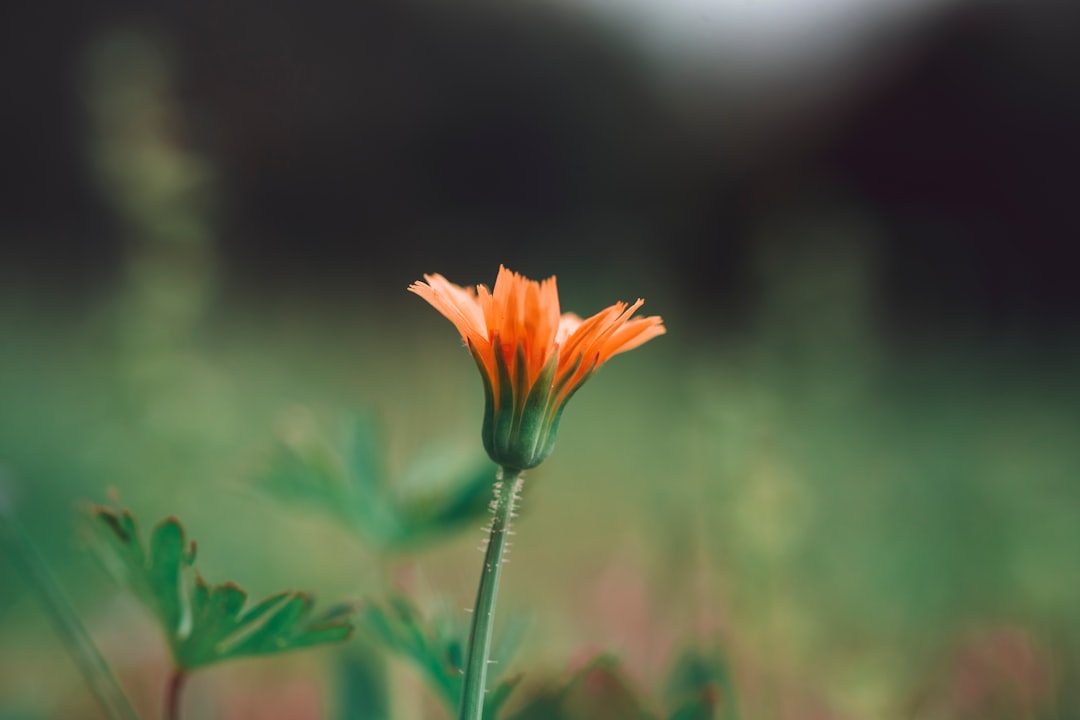 orange flower about to bloom