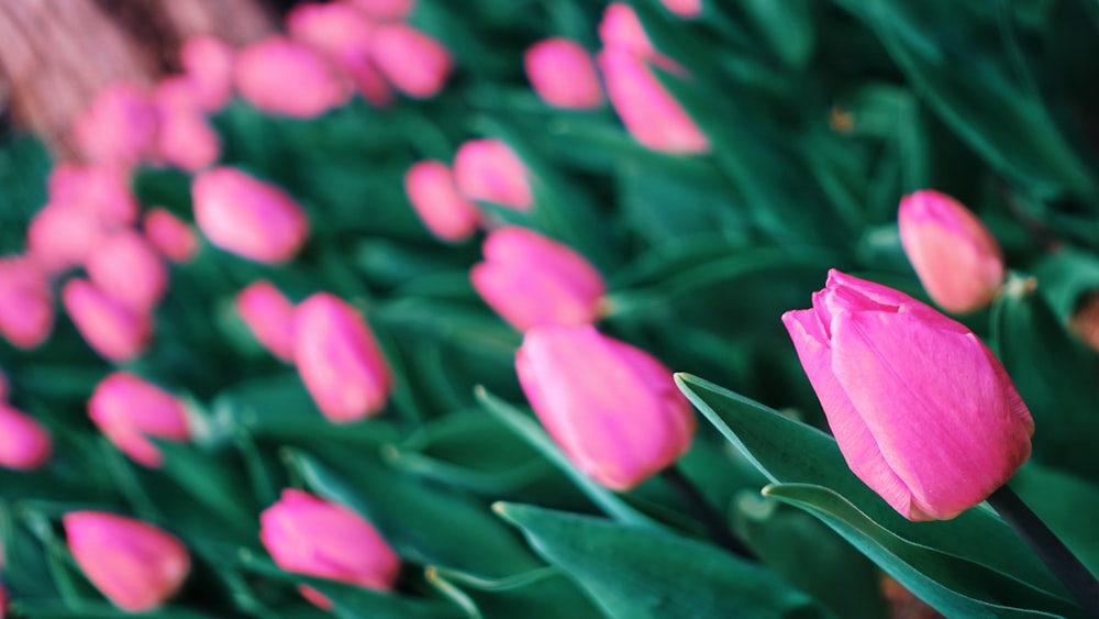 pink tulip field