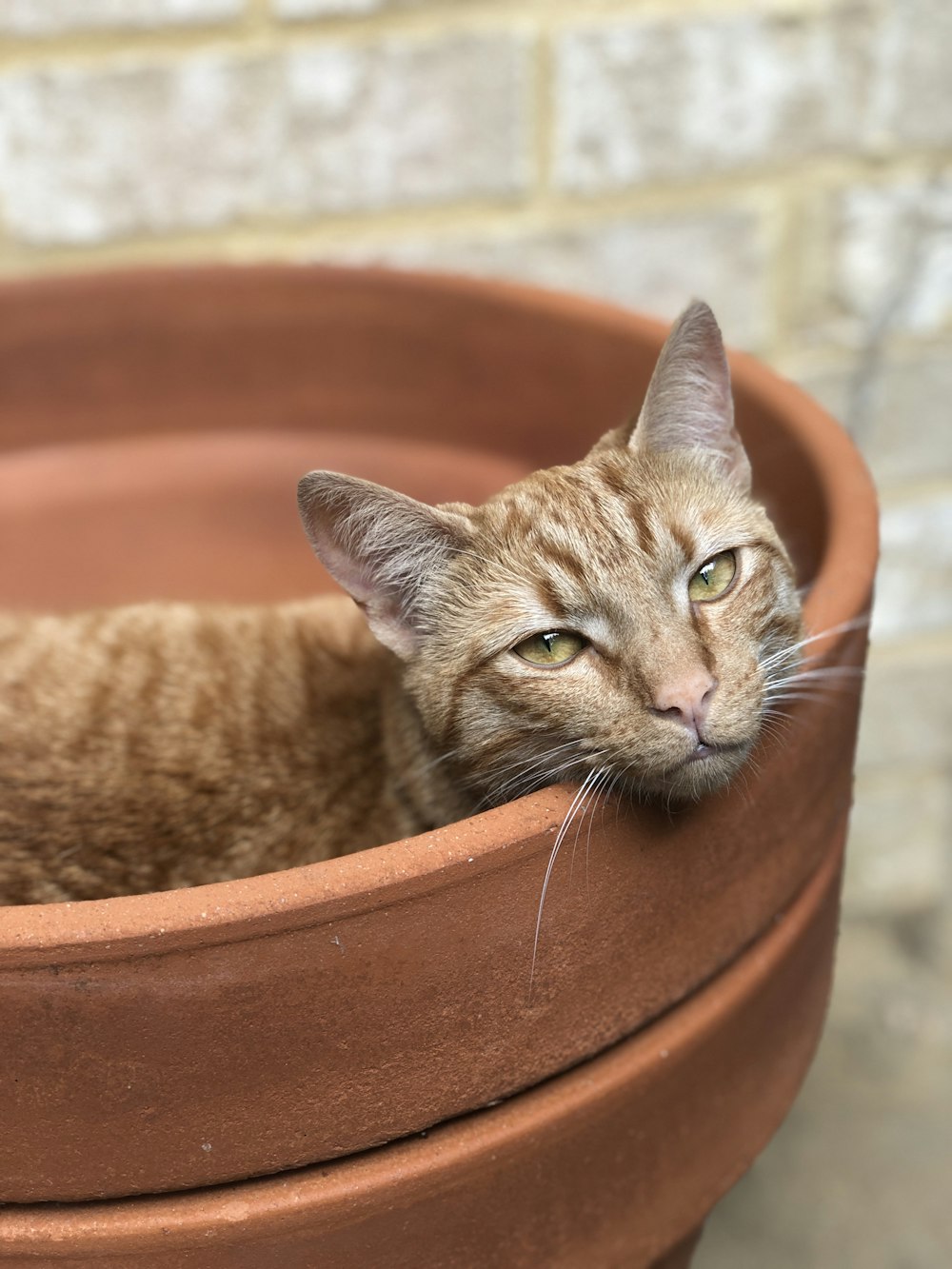 orange tabby cat