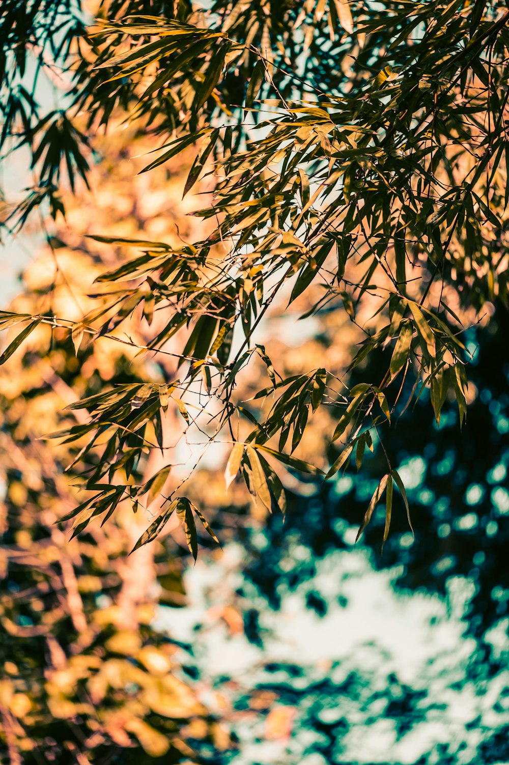 a close up of a tree branch with leaves