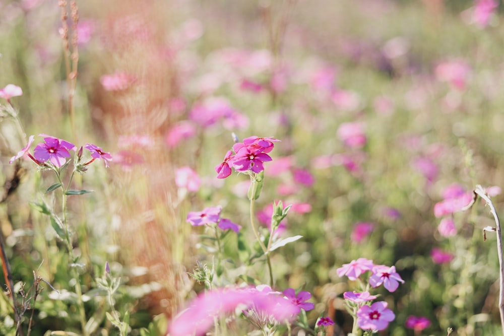 pink flowers