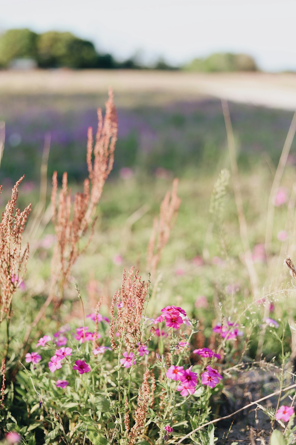 pink petaled flowers at daytime