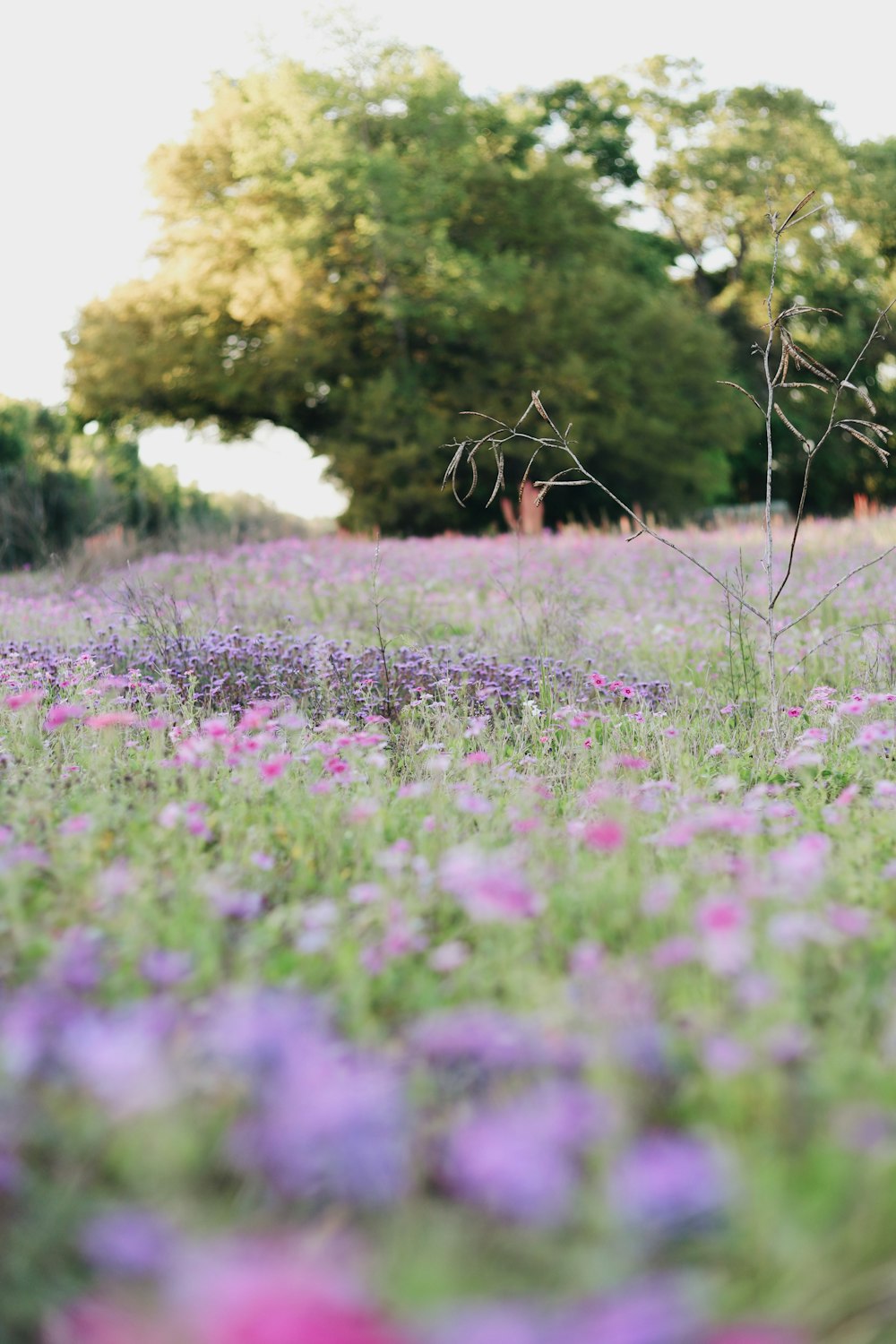 purple flower field