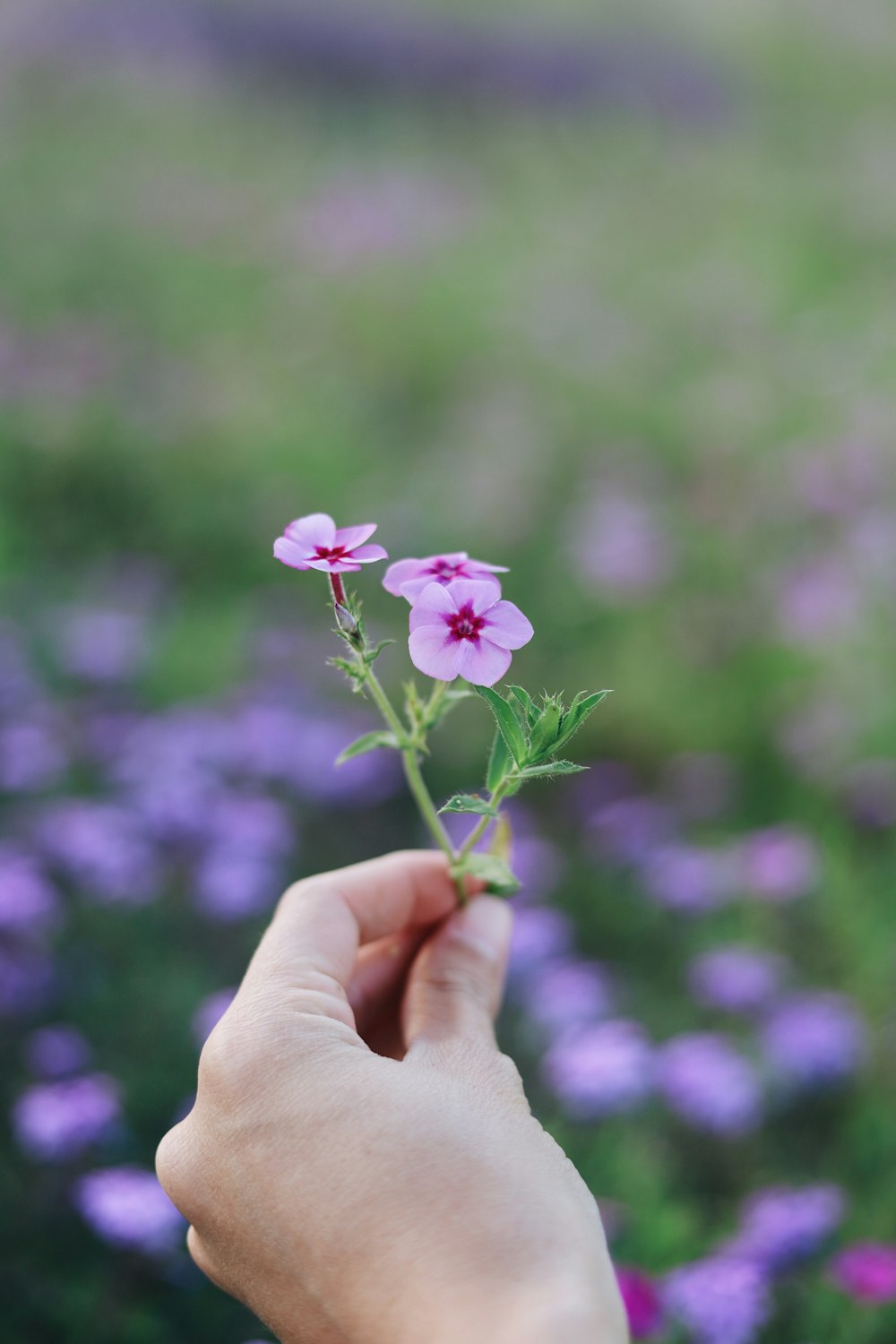 purple petaled flowers