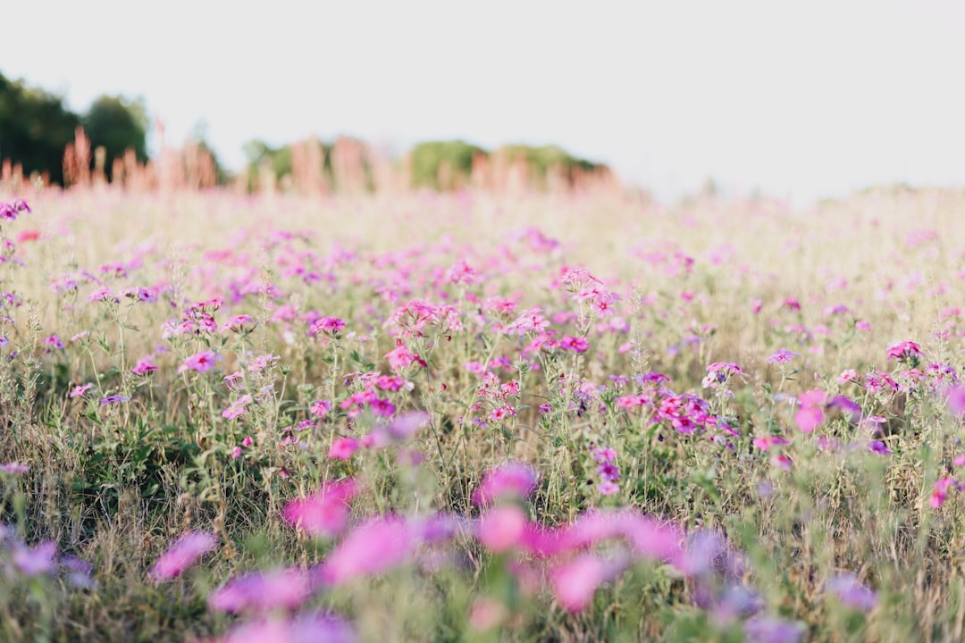 pink petaled flower field at daytime,