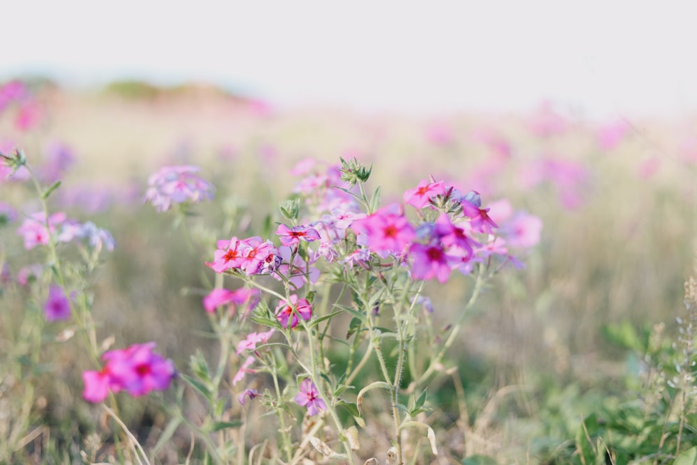 selective focus photography of pink-petaled flowers