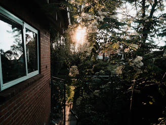 Sunlit garden space behind a newly purchased Dutch home.