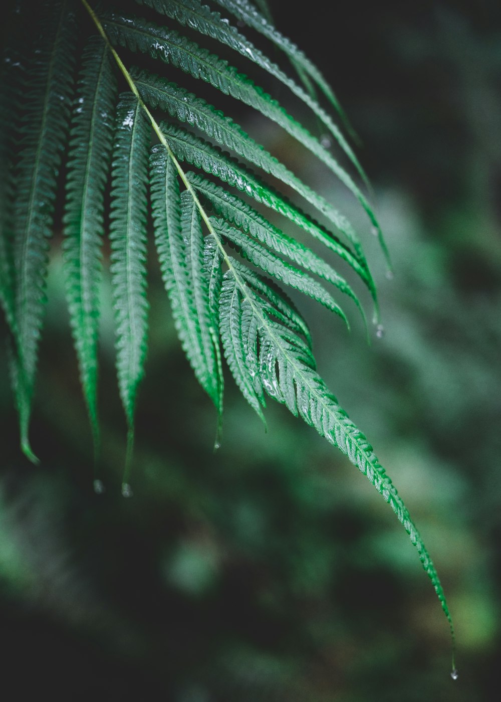 green-leafed plant