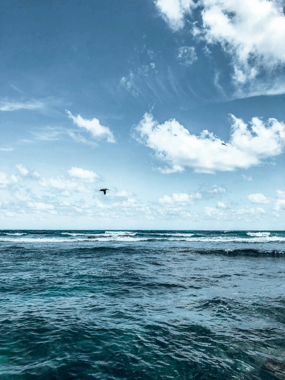 bird on flight above water