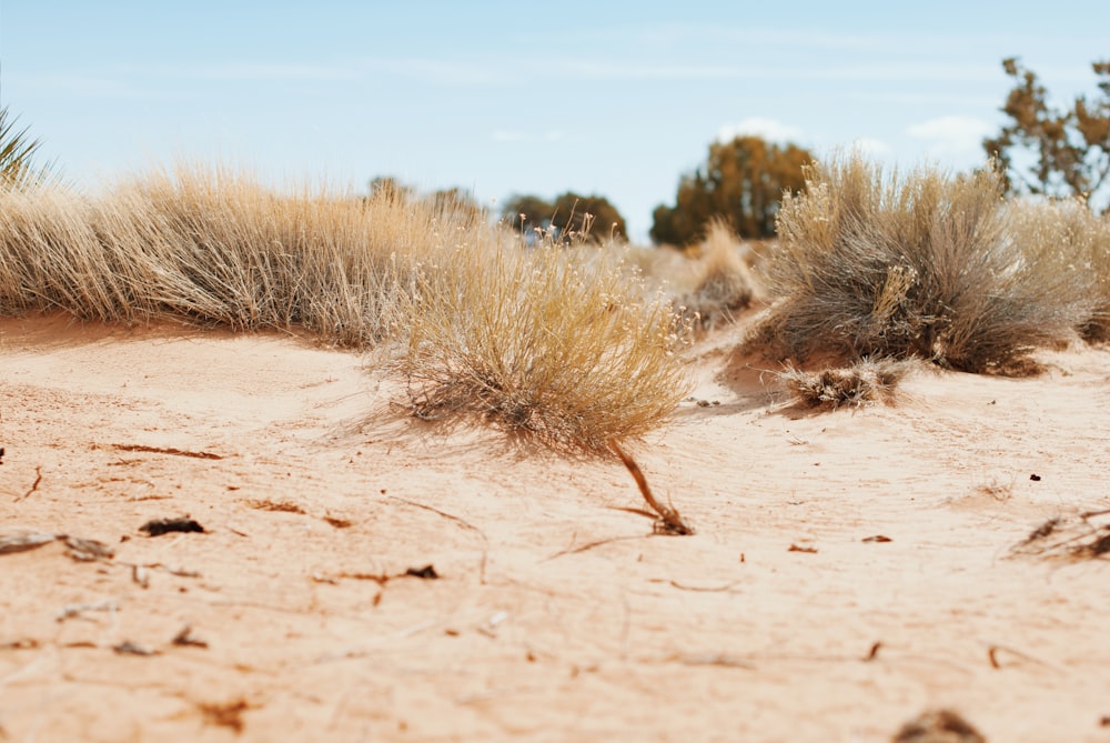 sable brun avec de l’herbe pendant la journée