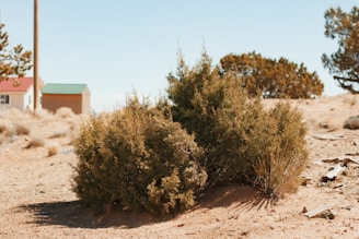 A gardener pruning native shrubs under the bright Saudi sun.