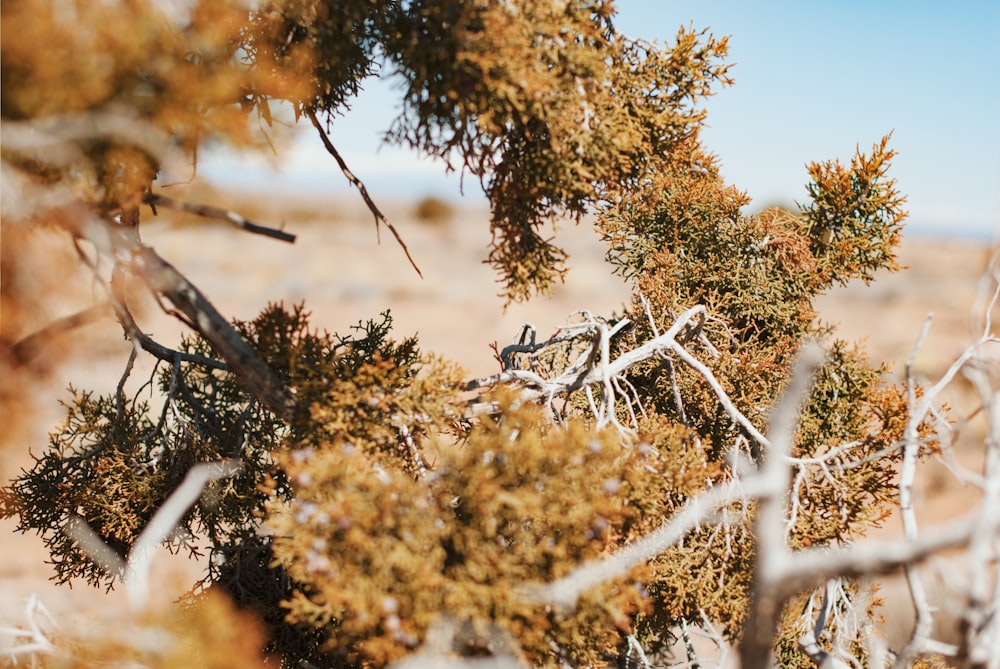 photo en gros plan de l’arbre