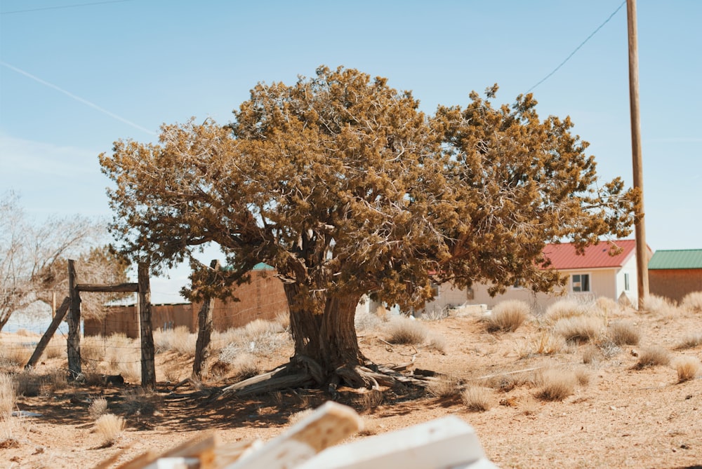 green tree on focus photography