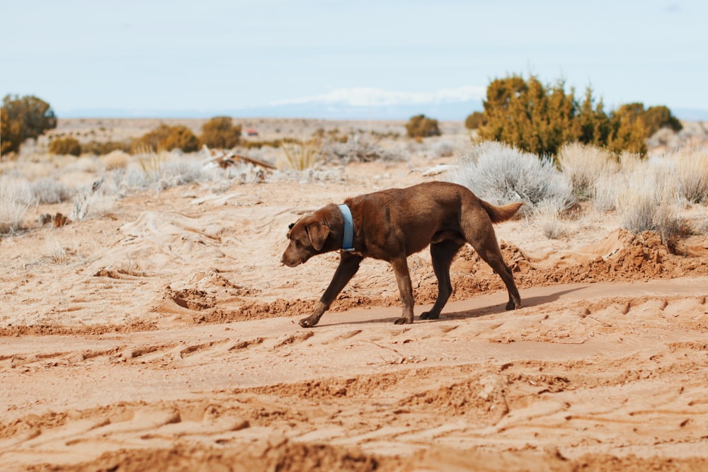 Kurzhaariger schwarzer Hund, der in der Nähe von Büschen spazieren geht