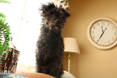 A small, shaggy black dog is sitting on a colorful piece of furniture in a warmly lit room. A large clock with black hands and a small second hand is mounted on the beige wall in the background. To the right of the dog, there is a brass floor lamp with a beige lampshade. A leafy green plant is partially visible on the left.