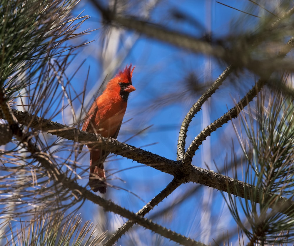 orange cardinal bird perching on branch