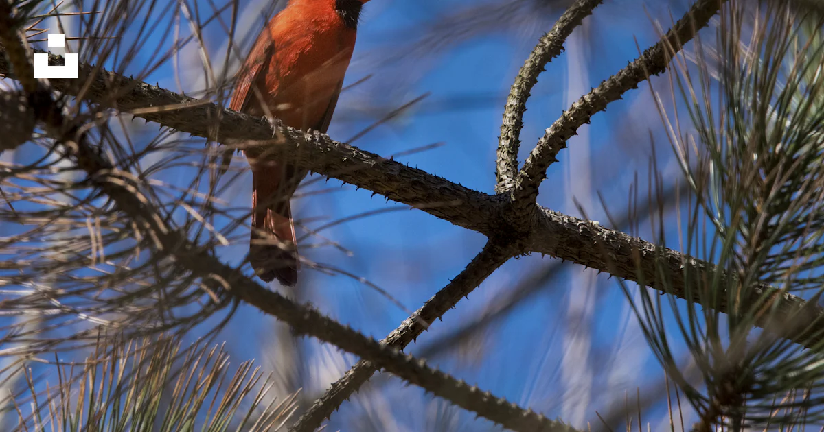 Orange Line Cardinal Orange cardinal bird perching on branch photo – Free Blue Image on Unsplash