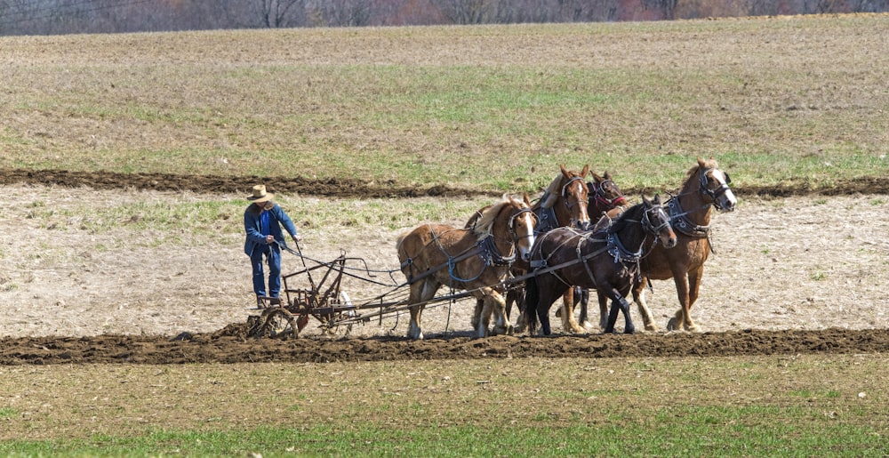 horses walking front of man at farm area