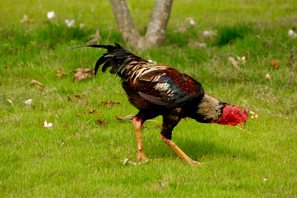 a rooster walking across a lush green field