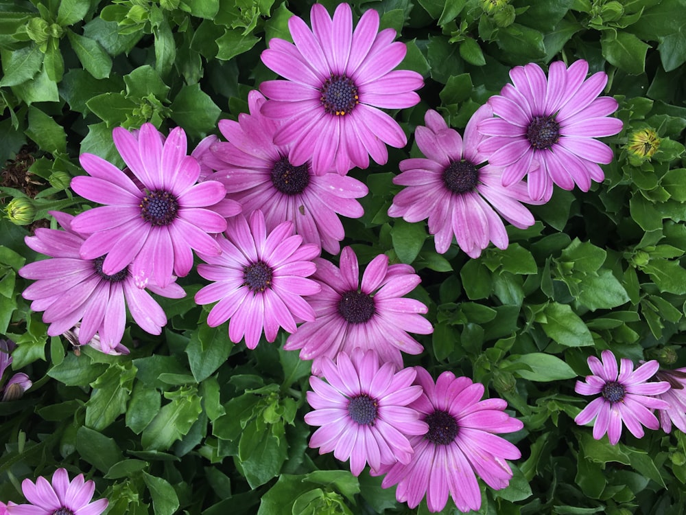 closeup photography of purple-petaled flower