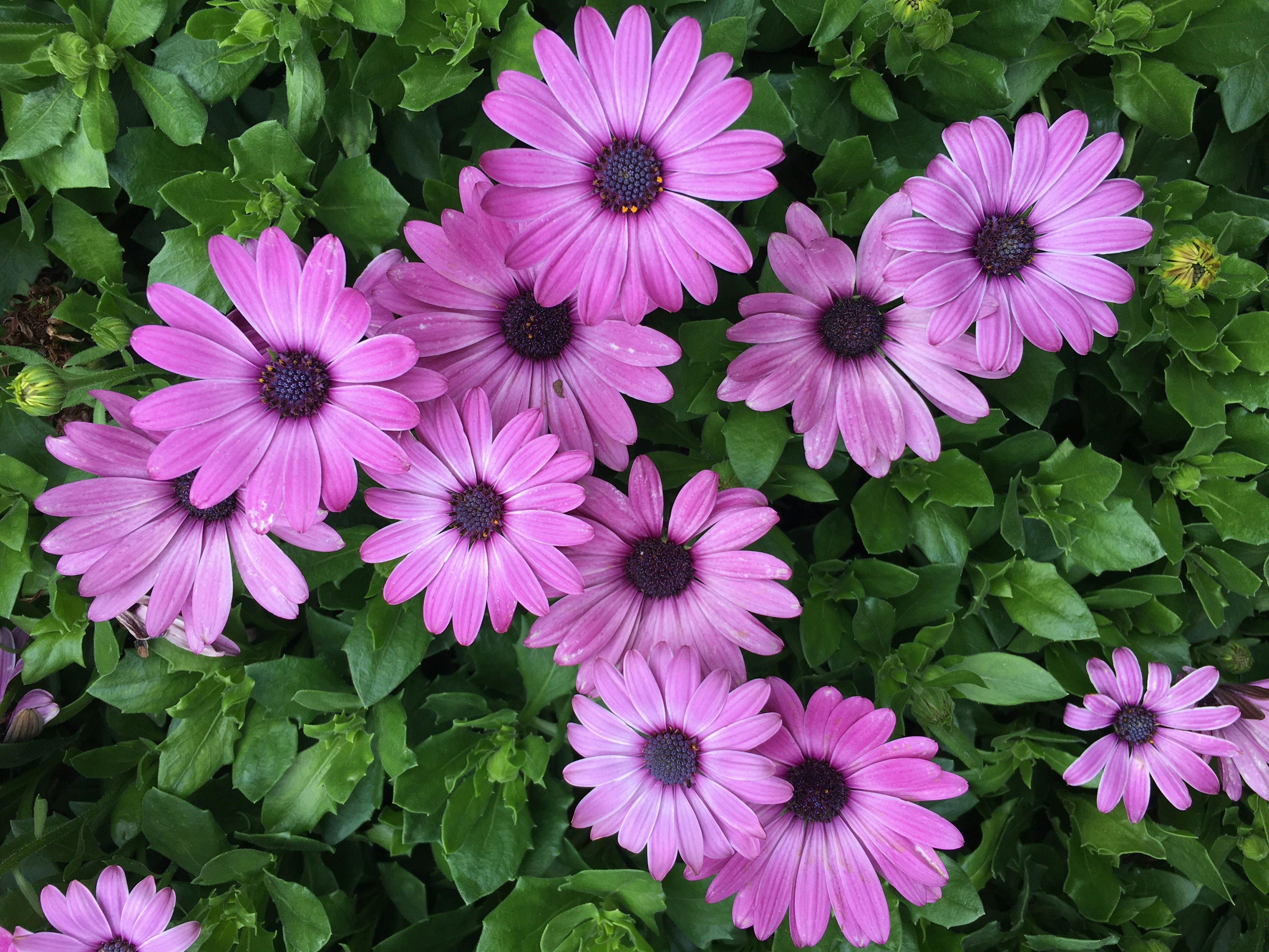 closeup photography of purple-petaled flower