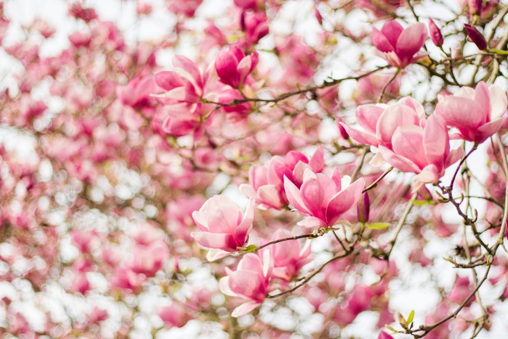 pink flowers are blooming on a tree