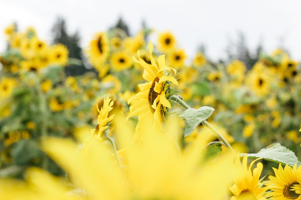 sunflower field