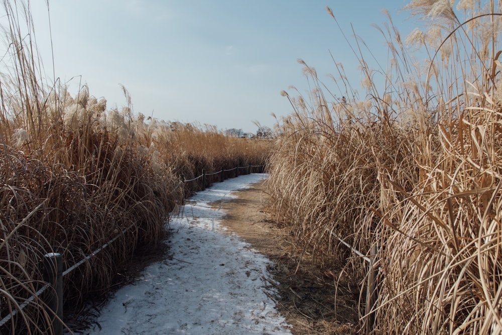 pathway in the middle of tall grasses