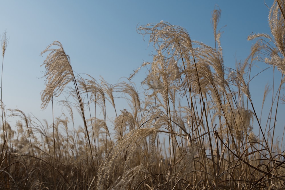 brown grassland