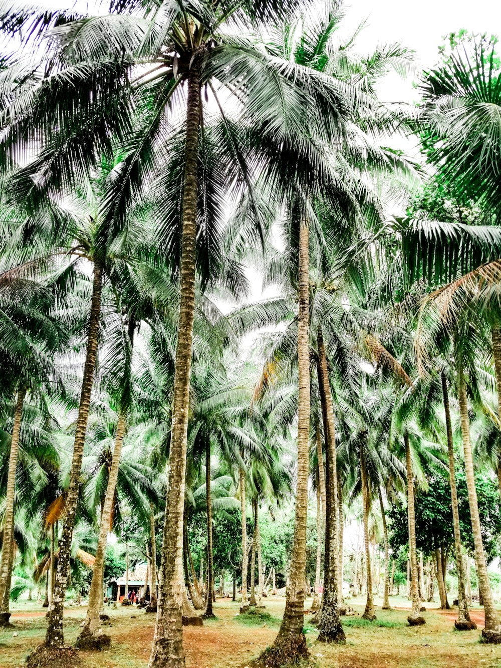 coconut trees on open field