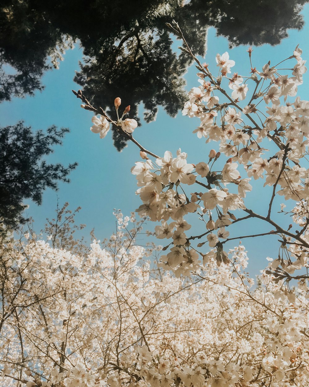 white flowering plant